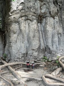 Baobab Tree with offerings, and incisions/markings, Kaole Ruins, Pwane region, Tanzania, 2023 © Memory Biwa